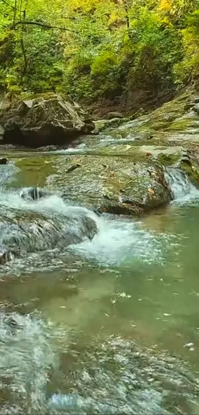 Serene forest stream with lush greenery and flowing water.