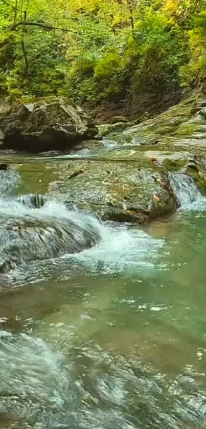 Serene forest stream with lush green surroundings and smooth flowing water.