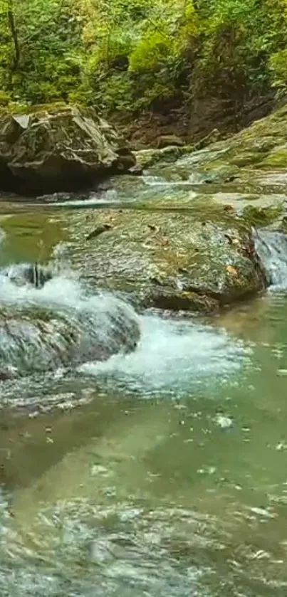 Serene forest stream in lush greenery.