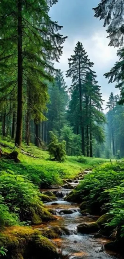 A serene forest stream with lush green trees and a tranquil atmosphere.