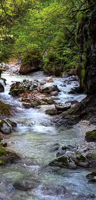 Serene forest stream with lush greenery.