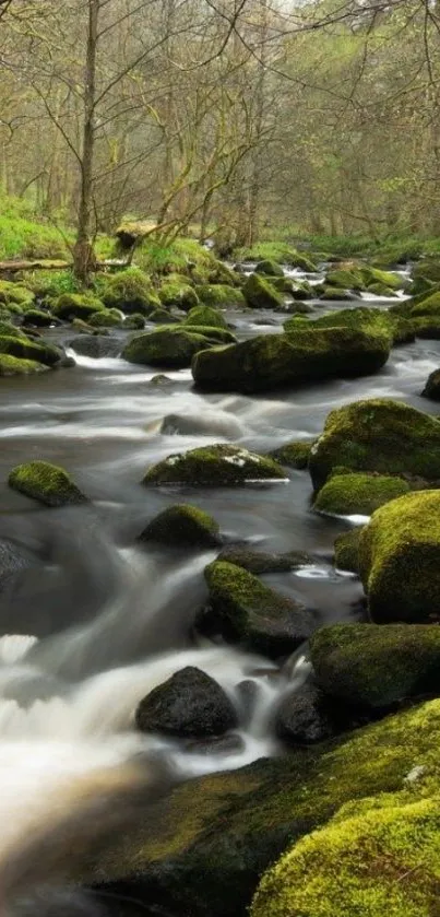 Serene forest stream with moss-covered rocks.