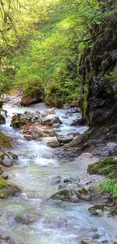 Lush green forest stream with sunlight filtering through trees.