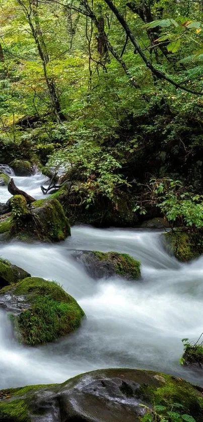 Serene forest stream flowing through lush green forest.