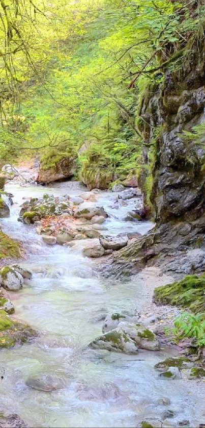 Serene forest stream with lush greenery and flowing water.