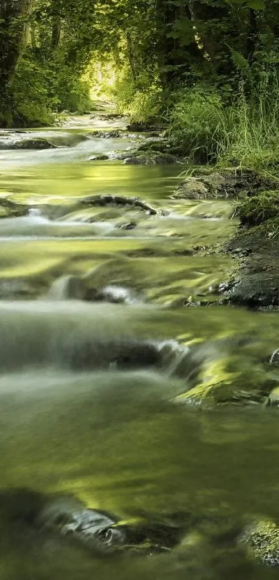 Serene forest stream with lush greenery and gentle flowing water.