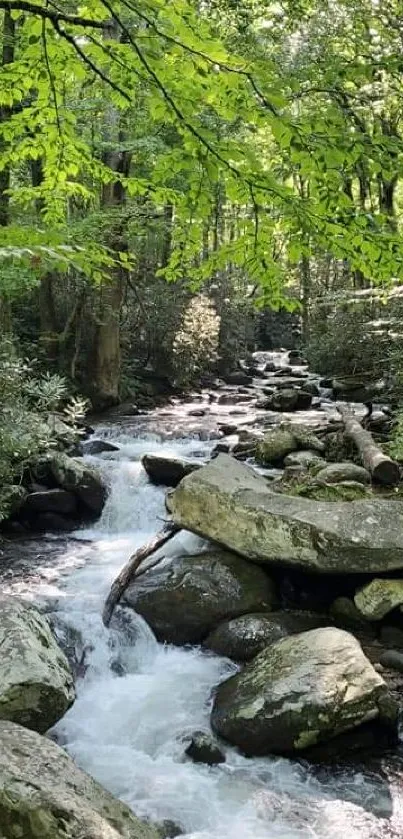 Peaceful forest stream with lush greenery and flowing water.