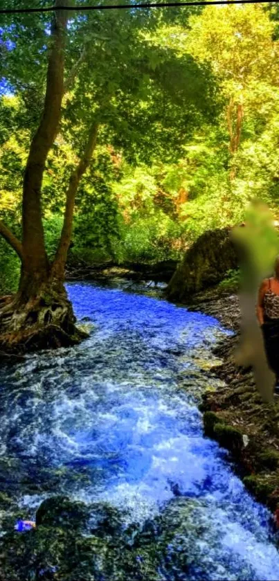 Serene forest stream with lush greenery and flowing river.