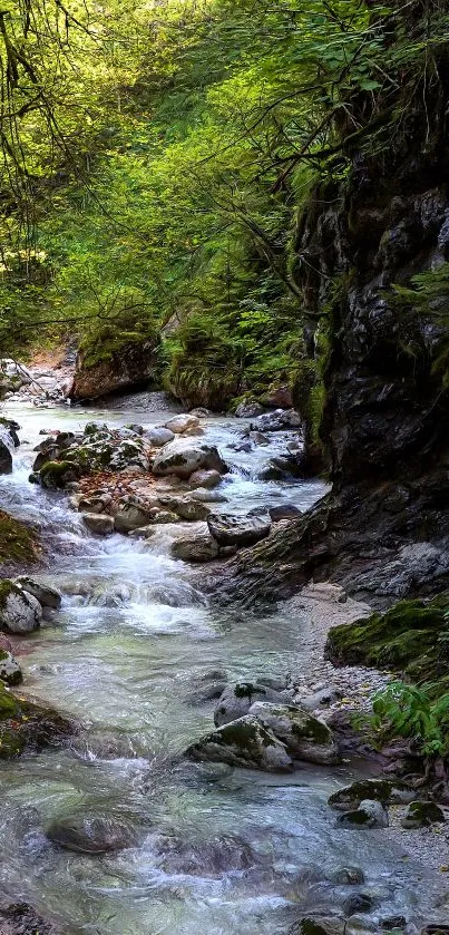 Serene forest stream with lush greenery and flowing water.