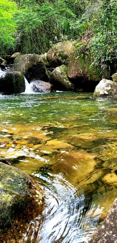 Serene forest stream with lush greenery and flowing water.