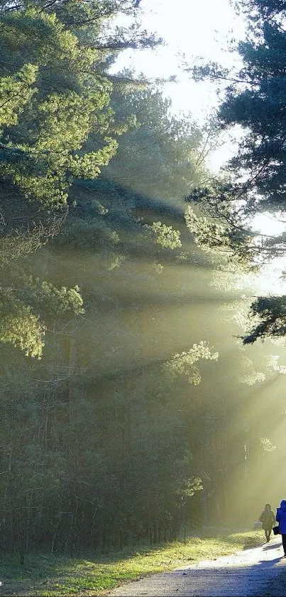 Sunlit forest path with trees and serene ambiance