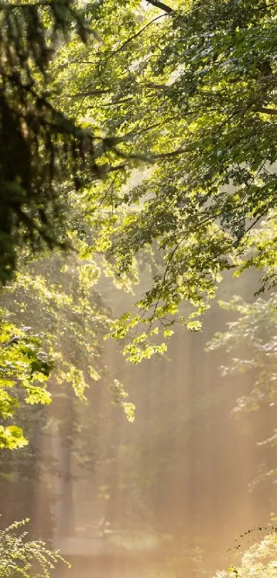 Sunbeams filtering through a serene green forest canopy.