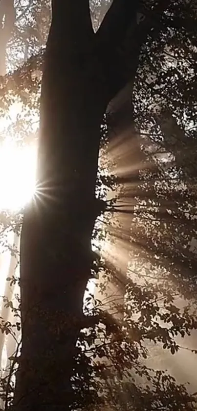 Sunlight filtering through forest trees creating a serene and peaceful scene.