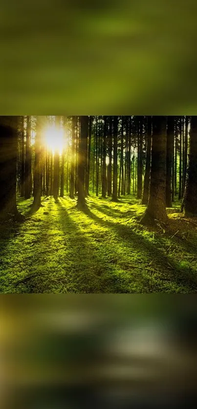 Sunlit forest scene with green trees and a serene atmosphere.