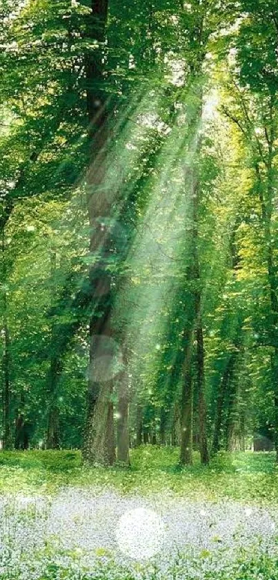 Serene green forest with sun rays streaming through trees.