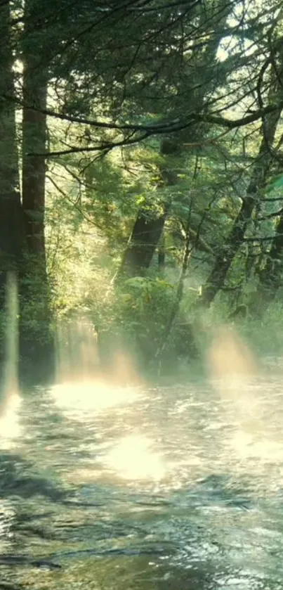 Serene forest with sunlight streaming through trees by a river.