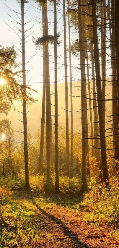 Golden sunrise through tall trees in a tranquil forest path.