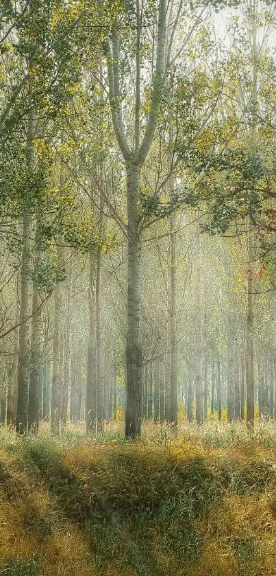 Serene forest with sunlight filtering through trees.