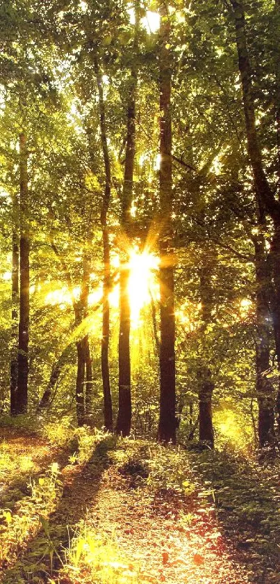 Sunlit forest path with golden light through trees.