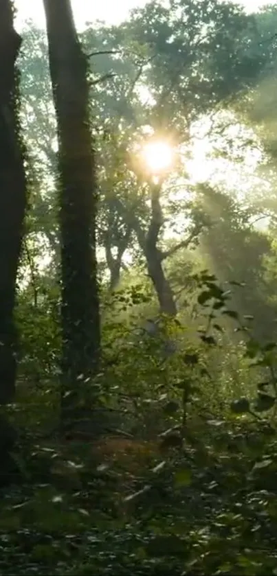 Sunlight filtering through a serene green forest.