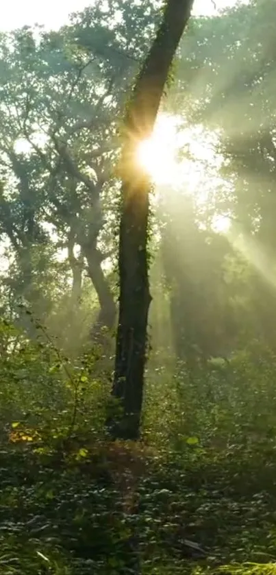 Forest with sunlight streaming through trees creating a serene atmosphere.