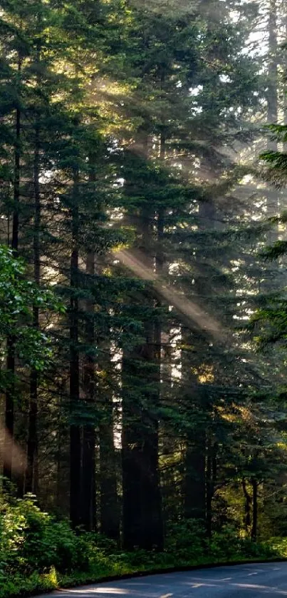 Sunlit forest road with tall trees and serene atmosphere.