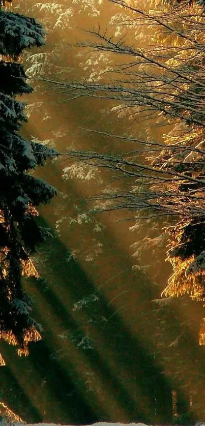 Golden sunlight filtering through tranquil forest trees creating a serene scene.