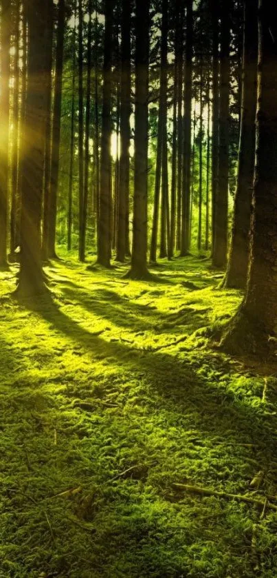 Forest scene with sunlight streaming through lush green trees.