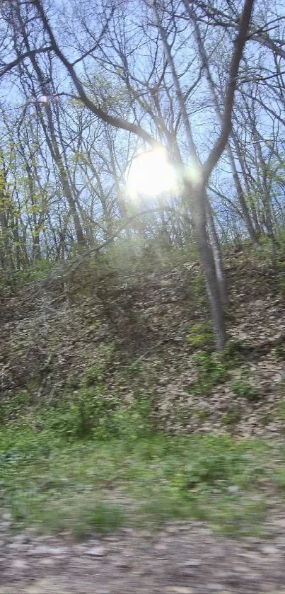 Sunlight in forest with trees and sky.