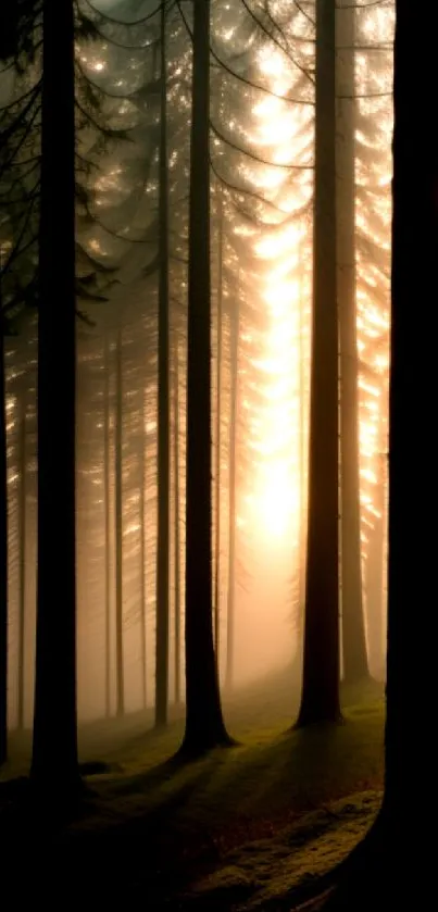 Peaceful forest sunrise with warm sunlight filtering through tall trees.