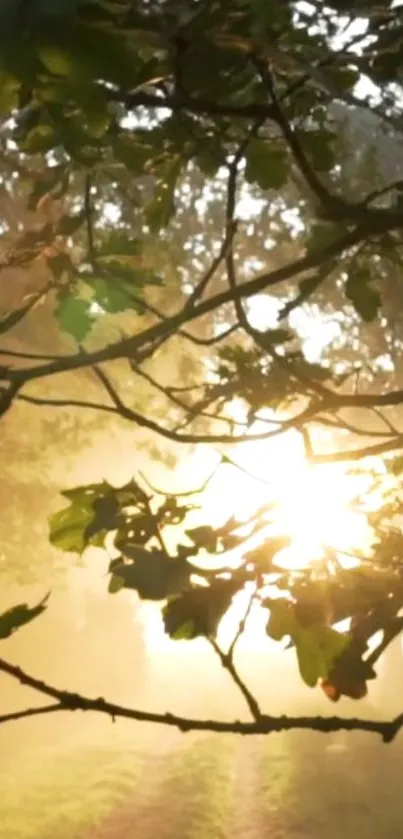 Sunlit forest scene with vibrant green leaves at sunrise.