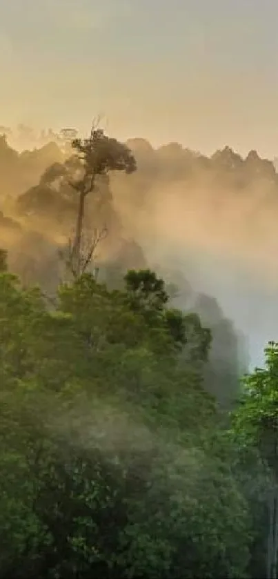 Tranquil sunrise over lush green forest with misty mountains.