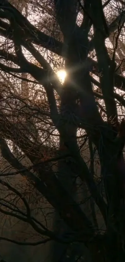 Sunlight breaking through tree branches in a serene forest setting.