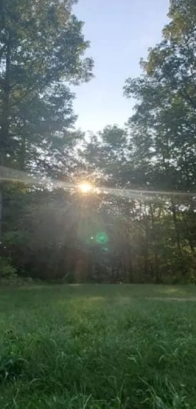 Sunset through forest trees with green grass.