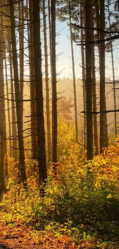 Peaceful forest path with sunset glow and autumn leaves