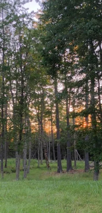 Serene forest at sunset with lush green trees and evening sky.