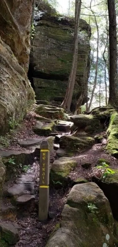 A tranquil forest trail with lush greenery and rocky path under a canopy of trees.