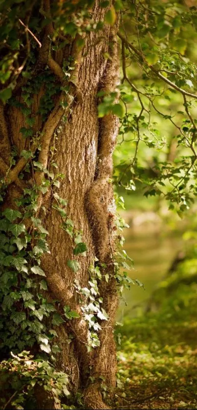 Tranquil green forest tree with lush leaves and vines.