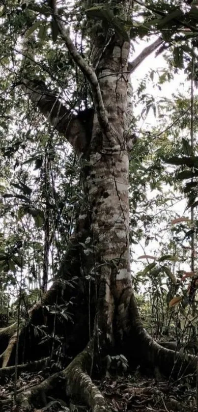 Majestic tree in lush forest wallpaper