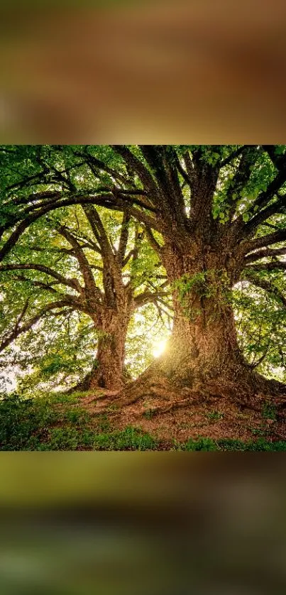 Majestic tree in forest with sunlit leaves, creating a serene and tranquil scene.