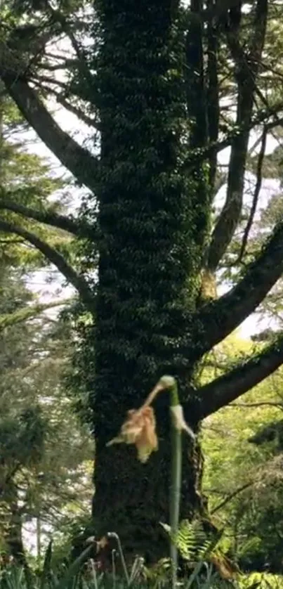 Majestic forest tree with lush greenery and dappled sunlight.