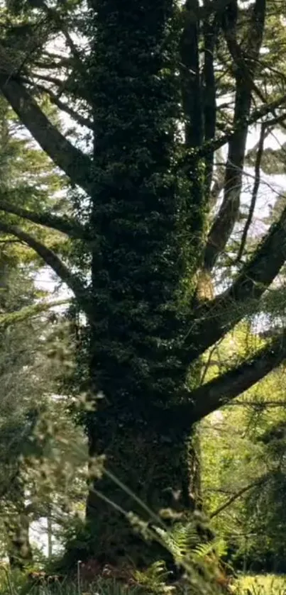 Lush green forest with a towering tree in natural sunlight.