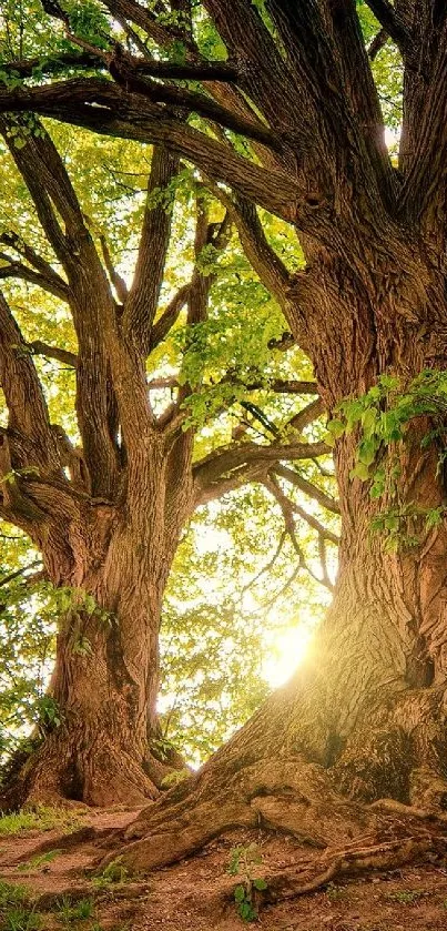 Majestic trees with sunlight streaming through in a serene forest setting.