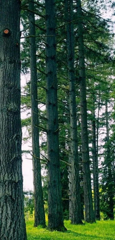 Serene forest with tall trees and lush green grass.