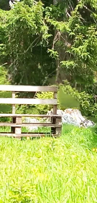 Serene forest wallpaper with wooden bench and lush greenery.