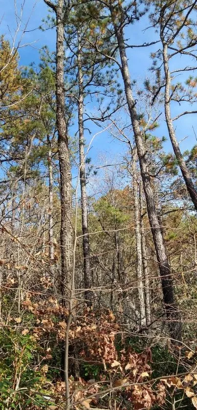 Serene forest with pine trees and blue sky wallpaper.