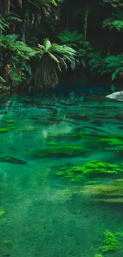 Serene forest water scene with lush greenery and clear reflections.