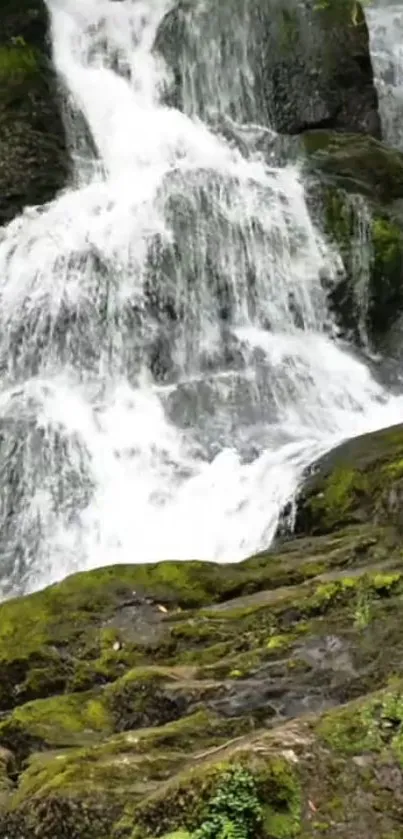 Beautiful forest waterfall with lush greenery.