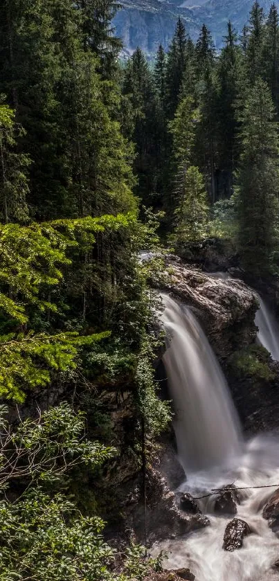 Serene forest waterfall with lush greenery and towering trees.