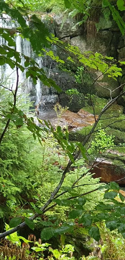 Serene forest with waterfall and lush green foliage.